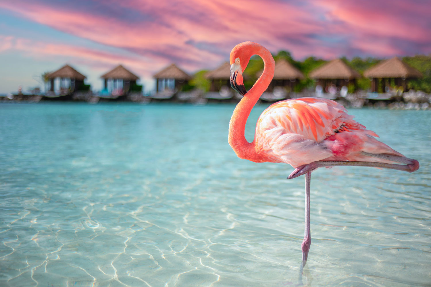 Flamingos at Renaissance Island