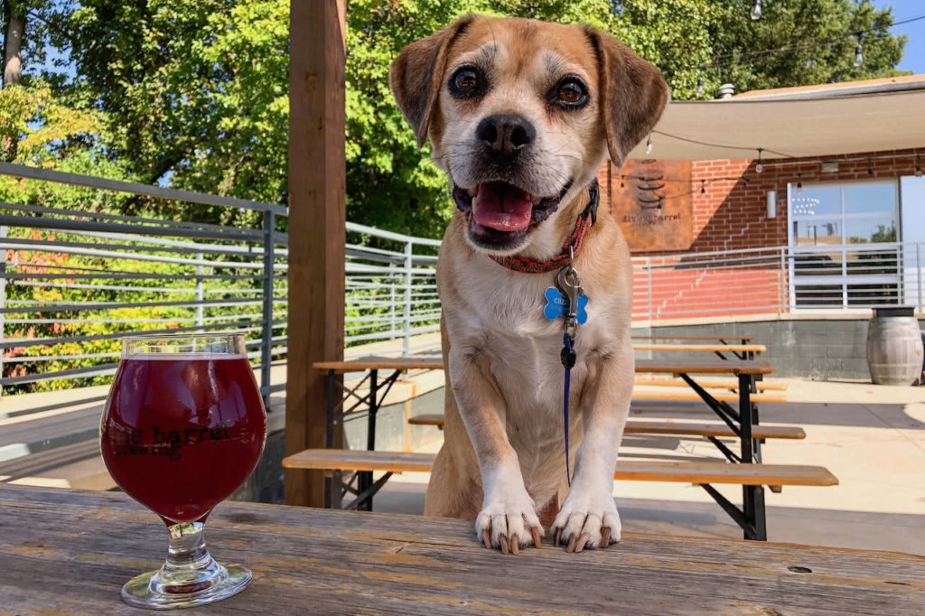 Divine Barrel Brewing Patio with Dog